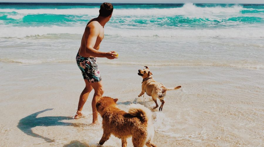 Plaża z psem – w jaki sposób zorganizować odpoczynek? Mini poradnik.