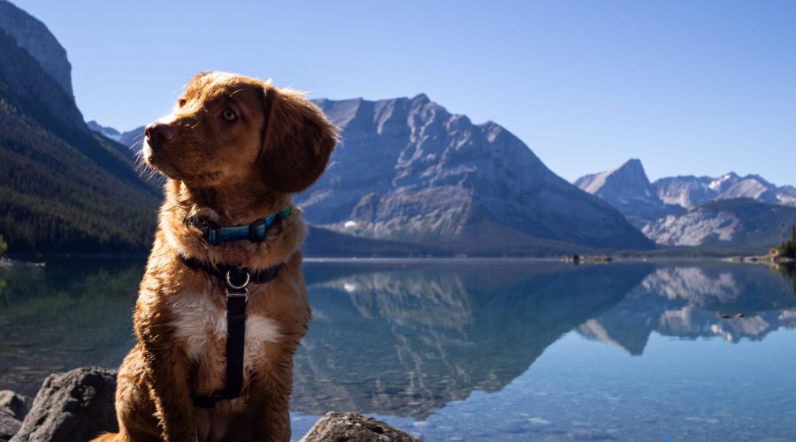 Pies w górach – co zabrać i gdzie jechać?
