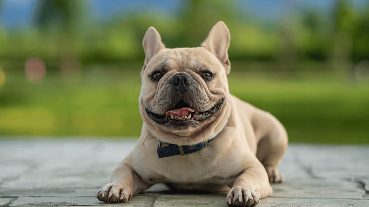 Buldog Francuski Cechy Charakterystyczne Piel gnacja Serwis 